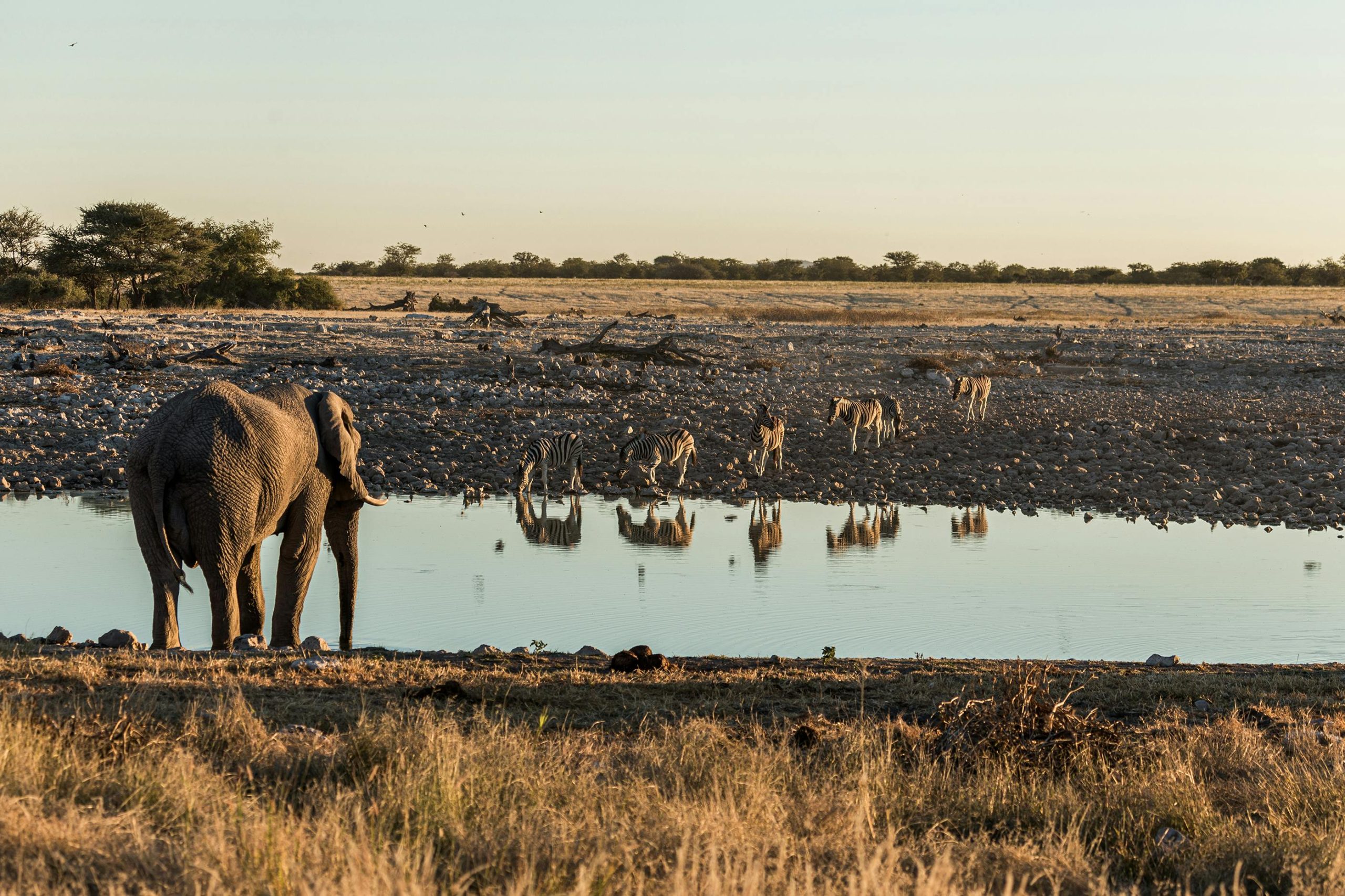 free photo of elephant by the stream during sunset scaled Klipco Tours & Safaris Namibia