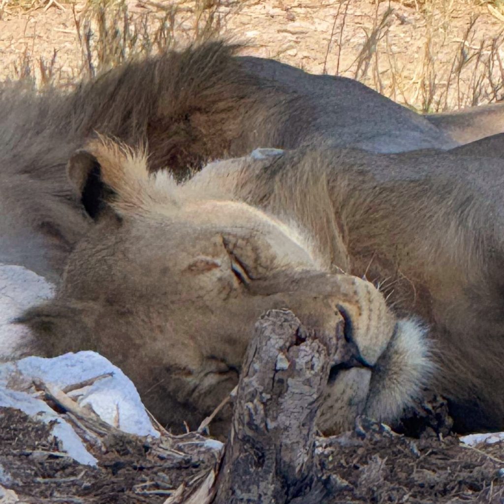 Home 10 result IMG 20250204 WA0024 Klipco Tours & Safaris Namibia