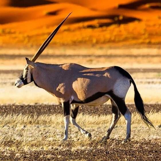 result IMG 20250216 WA0069 Klipco Tours & Safaris Namibia