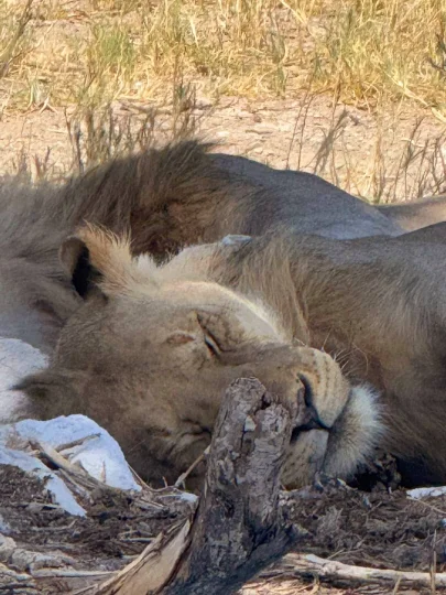 PHOTO 2025 02 12 08 09 09 2 Klipco Tours & Safaris Namibia